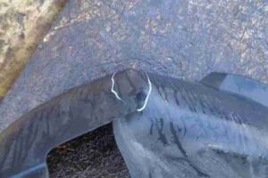 Изображение товара 39906 - 00039906 podkrylok zadnij pravyj 3