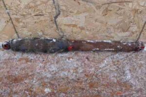 Изображение товара 11162 - 00011162 amortizator zadnij pravyj  